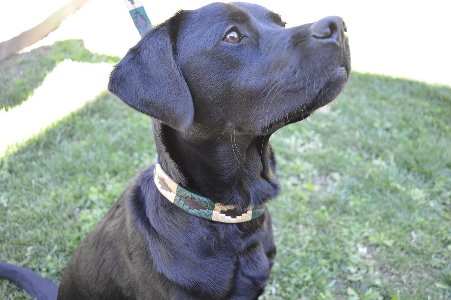 Leather Dog Collar - Palm Desert (S)